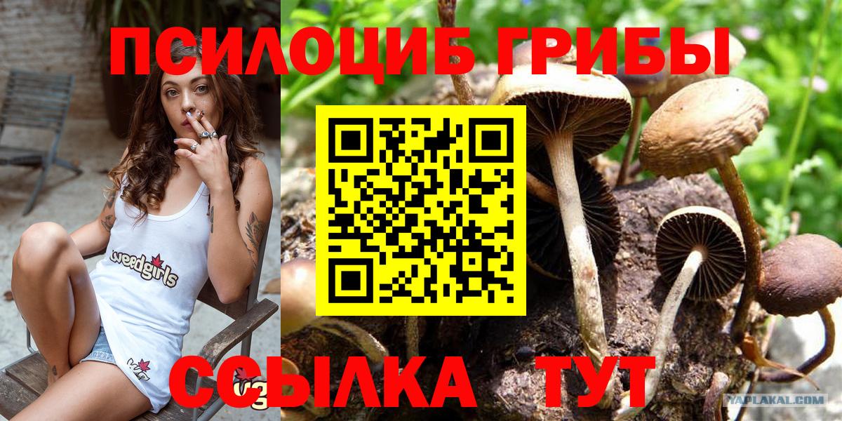 Галлюциногенные грибы Psilocybine cubensis Нефтеюганск